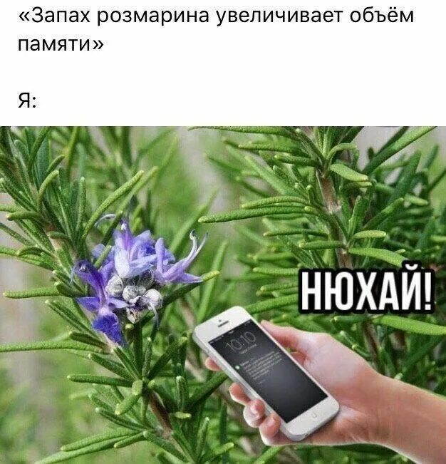 Розмарин куст. Розмарин растение. Розмарин растение. Розмарин синий. Розмарин розеус.