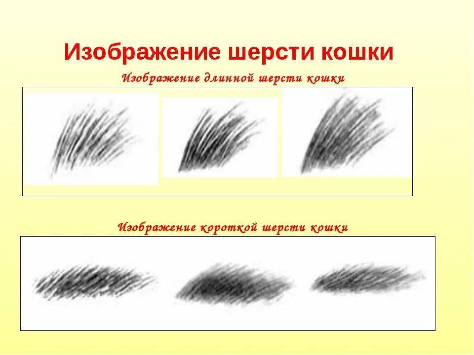 Шерсть животного окружающий мир 1 класс. Шерсть животных окружающий мир 2 класс. Шесть зверей окружающий мир. Строение шерсти зверей. Зарисуйте шерсть животных.