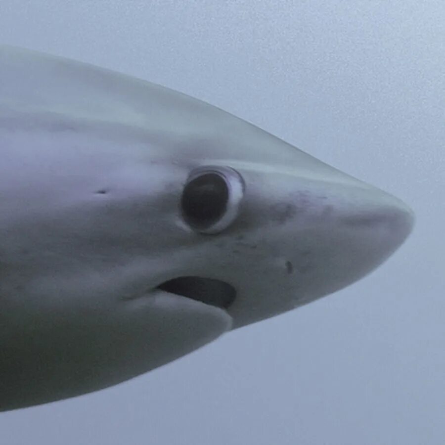 ты в порядке мем с акулой. акула прикол. John wilhelm фотограф. рыба молот акула. удивленная акула.