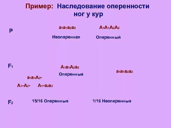 Наследование оперения ног кур при некумулятивной полимерии. Оперенность ног у кур определяется. Наследование цвета перьев у кур. Наследование ООП пример.