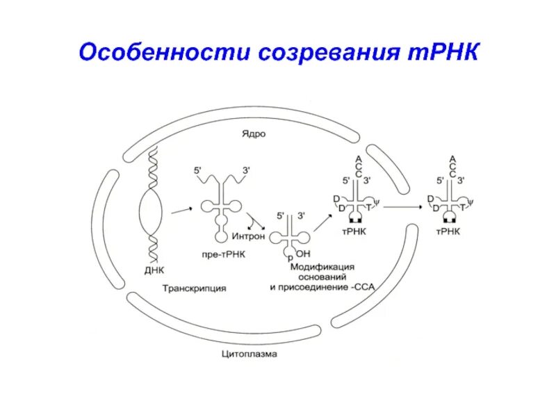 Созревание ТРНК. Процессинг Биосинтез белка. Процессинг ТРНК. Биосинтез белка схема. Процессинг белка этапы