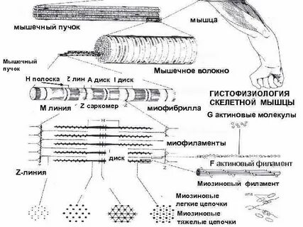 Пучки мышц