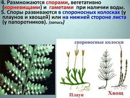 Вегетативное созревание