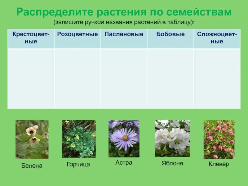 Распределите предложенные растения по группам. Распределите растения по семействам. семейства растений таблица. распределение растений по семействам. семейства растений по цветку.