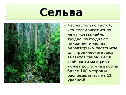 Южные зоны лесов