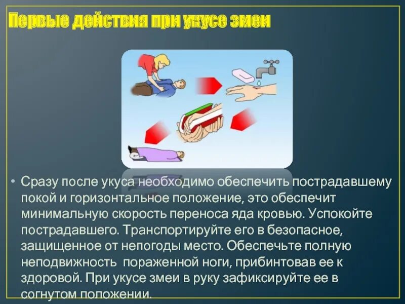 При укусе змеи необходимо. Транспортировка пострадавшего при укусе змеи. При укусах змей необходимо. При укусе змеи в первую очередь необходимо.