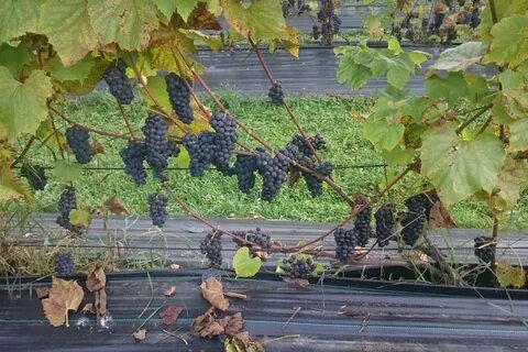Виноград 2016