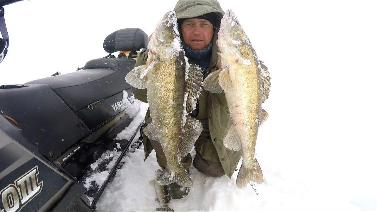 Ловля на рыбинском. Рыбинское водохранилище рыбалка. Ловля судака на Рыбинском водохранилище. Судак на Рыбинском водохранилище. Судак на Рыбинке.