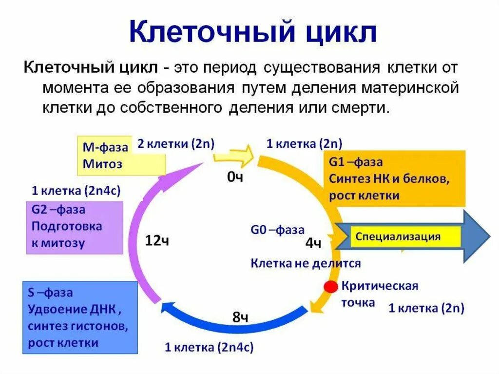 Большие циклы состоят из. Периоды жизненного цикла клетки. 2 Жизненный цикл клетки: интерфаза. Фазы клеточного цикла схема. Фазы жизненного цикла клетки по порядку.