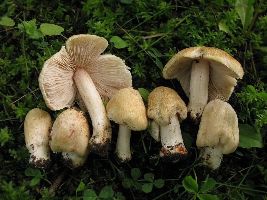 Волоконница патуйяра. Волоконница волокнистая (inocybe rimosa). Волоконница патуйяра. Волоконница ядовитая. Волоконница сине-зеленая гриб.