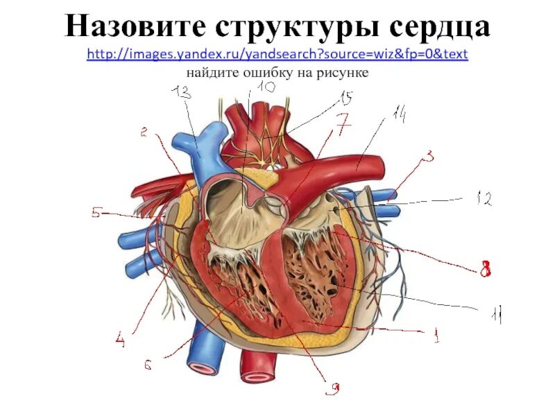 На рисунке изображено строение сердца. Анатомия и физиология сердца. Назовите структуры сердца. Анатомия и физиология сердца структура. Строение сердца 8 класс.