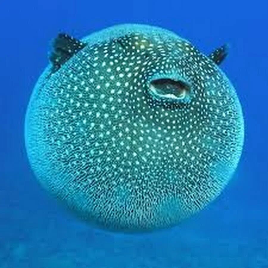 Music for Learning: Deadly Puffer Fish Ceco 27 слушать онлайн на Яндекс Музыке
