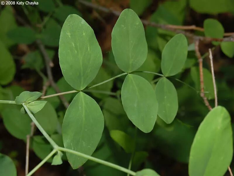 Фенотип гороха. Лист в горошек. Горох форма листа. Прилистники гороха. Горох посевной листорасположение.