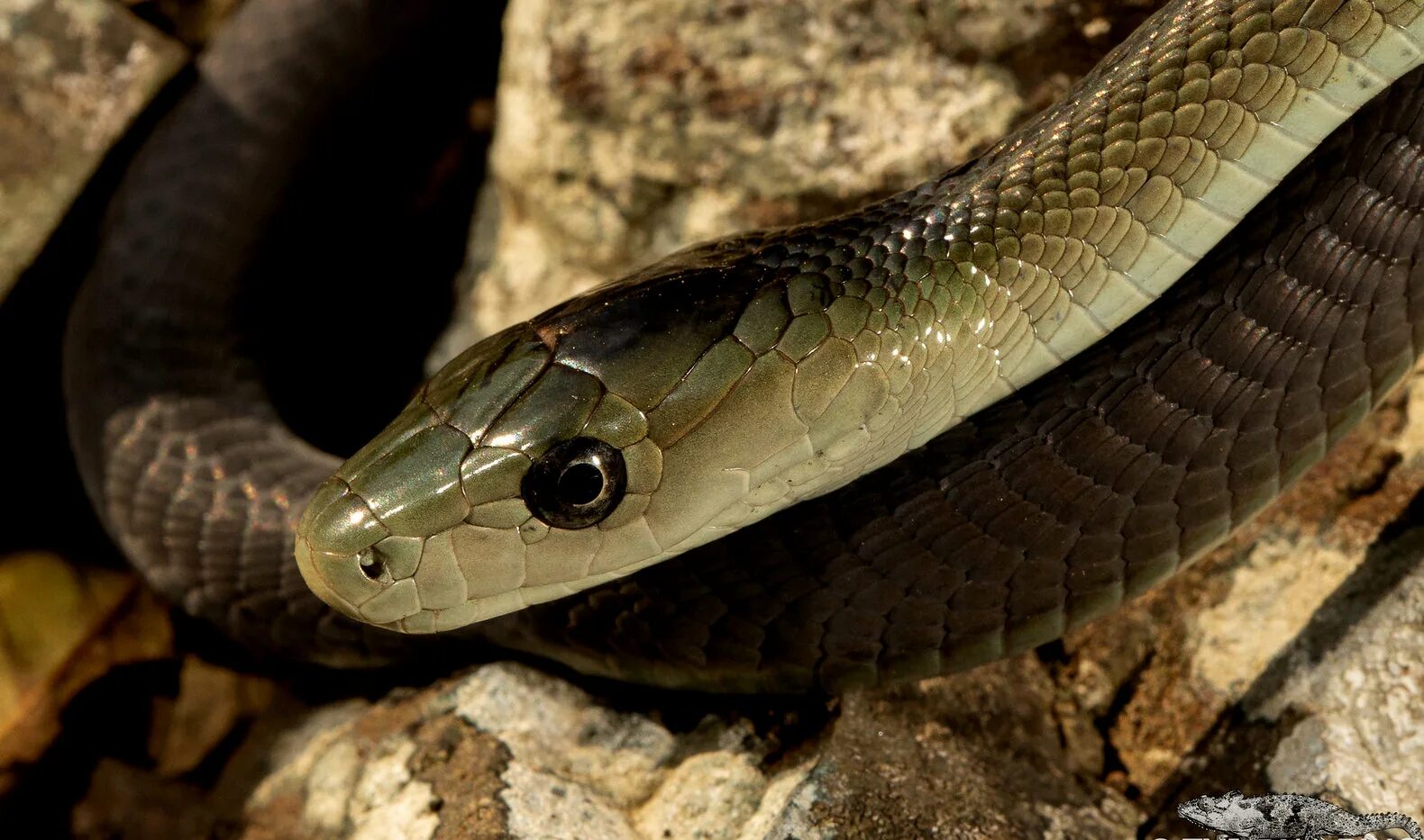 Тайпан лучшее слушать. Чёрная мамба Dendroaspis polylepis. ДЕНДРОАСПИС полилепис. Черный Тайпан. Тайпан змея.