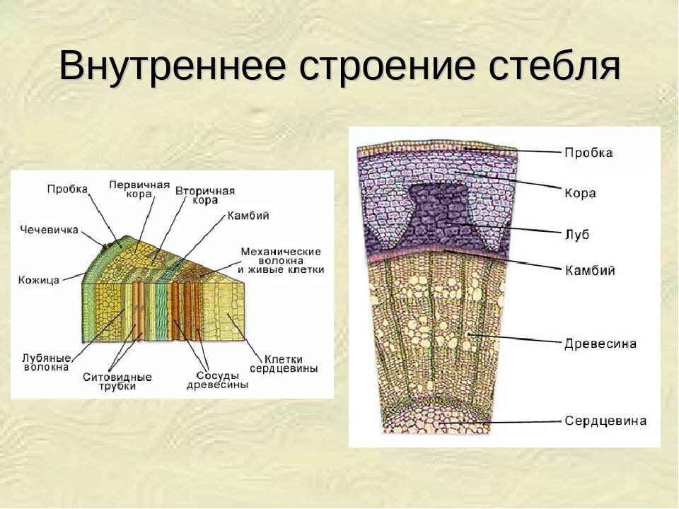 Зарисуйте срезы. Внутреннее строение стебля 6 класс биология. Внутреннее строение стебля 7 класс биология. 6 Класс биология строение внутреннее строение стебля дерева. Внутренне строение стебля растения.