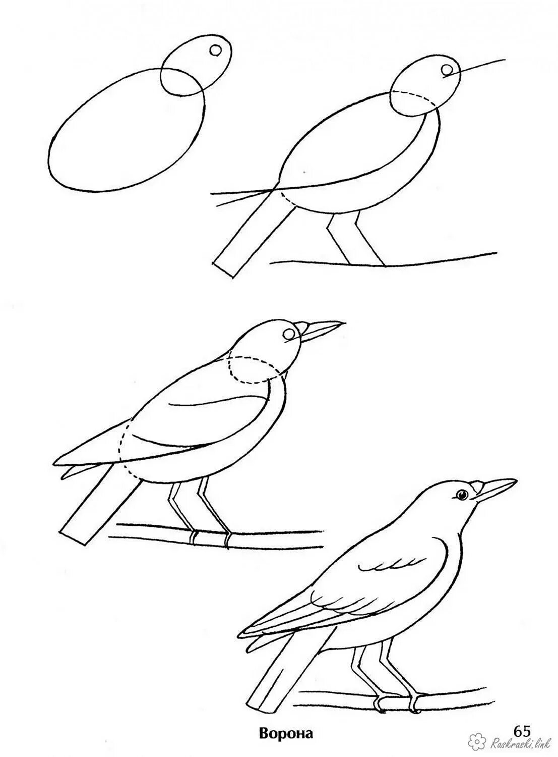 Рисунок птицы 5 класс. Птица рисунок. Рисование птиц. Этапы рисования птицы. Поэтапное рисование птиц.