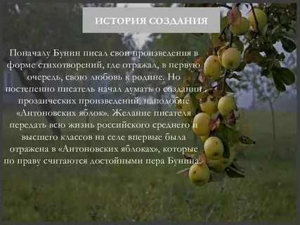 История яблони