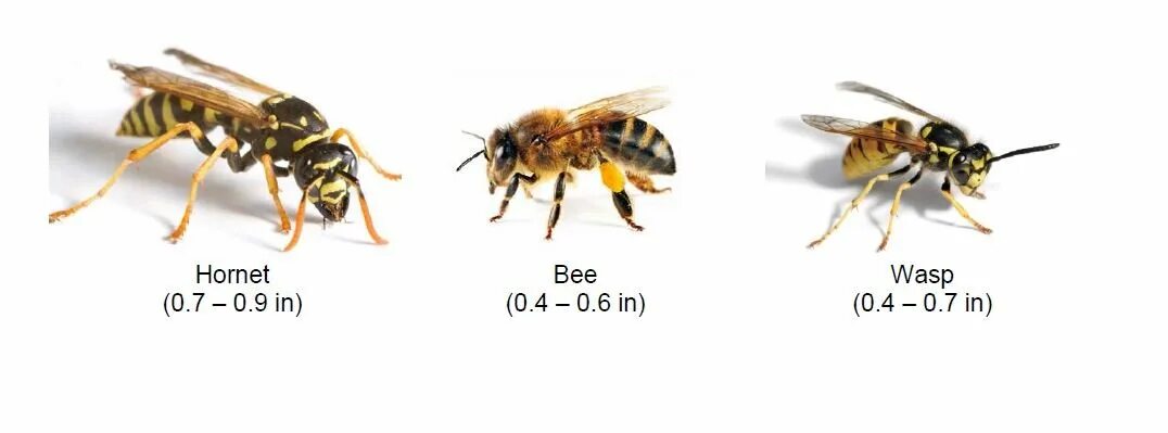 Пчела и оса отличия. Yellow jacket wasp. Насекомые и их знакомые шершень. Версус шершень. Шершни / yellowjackets.