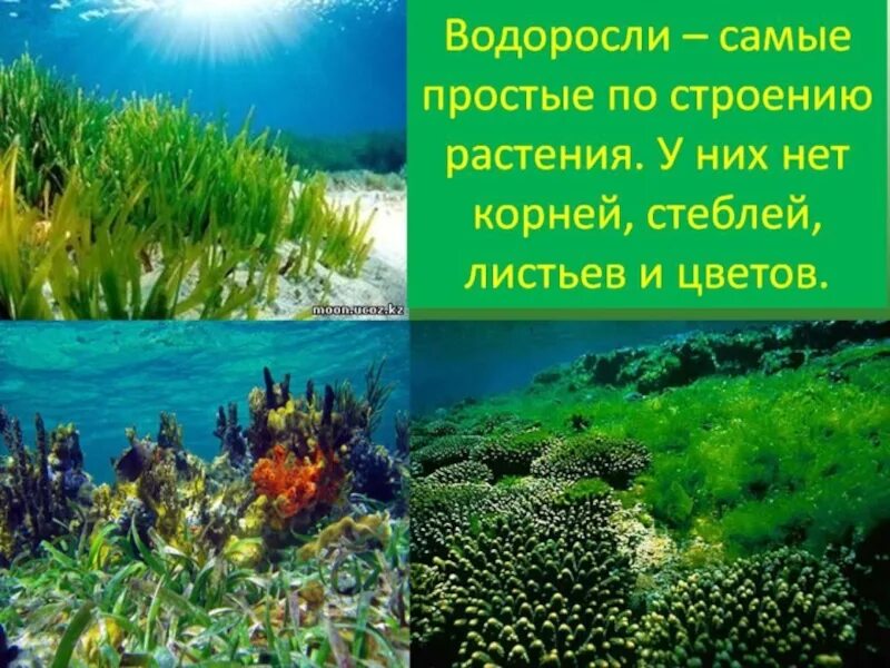 3 растения водорослей