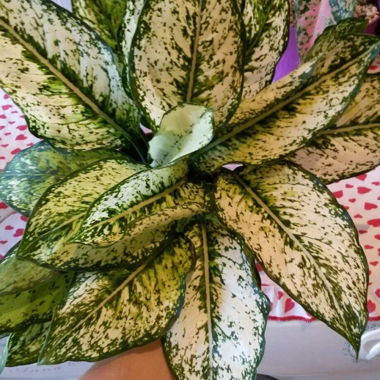 аглаонема сакура. Fin 011 аглаонема. аглаонема butterfly. аглаонема кокомелон. аглаонема полли.