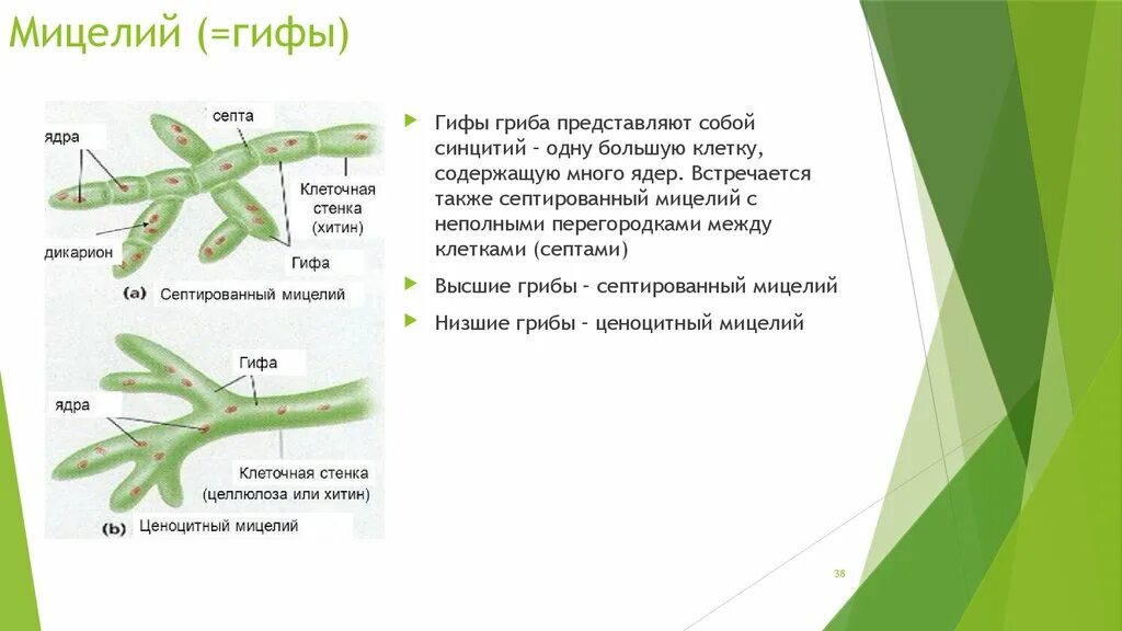 Мицелий гриба гиф. Строение гифов грибов. Строение мицелия низших грибов. Строение грибницы мицелия. Строение грибов мицелий гифы.