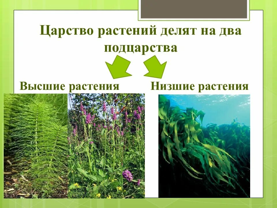 Царство растений Подцарство. Высшие и низшие растения. Разнообразие растений низшие и высшие. Царство высших растений. Дайте общую характеристику низшим растениям