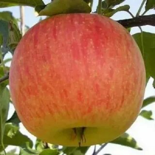 Яблоня штрифель