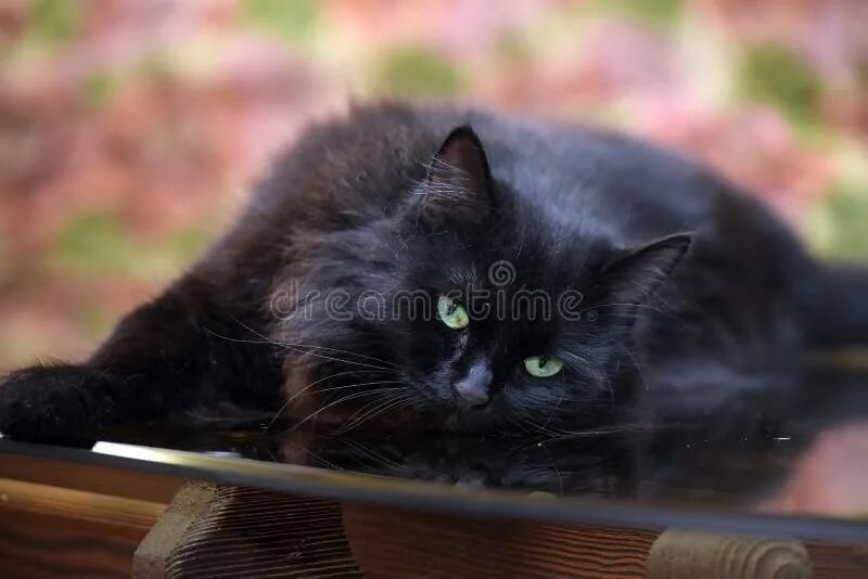 Седел кот. Седой черный кот. кошка седеет. поседевший кот. седина у кошек.