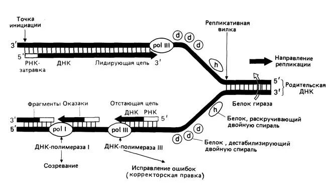 Материнская цепь днк. Этапы репликации ДНК схема. Схема репликации ДНК бактерий. Схема репликации ДНК биохимия. Схема репликации ДНК эукариот.