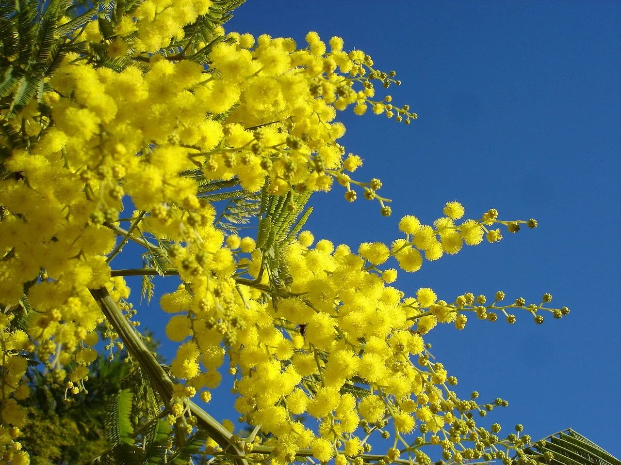 Мимоза Acacia dealbata. Acacia dealbata (Акация). Акация серебристая (Acacia dealbata). Акация серебристая Мимоза. Мимоза картинки красивые на телефон