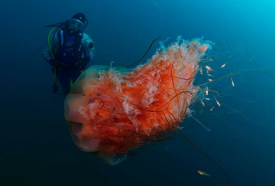 Номура. Медуза цианея. Арктическая медуза цианея. Медуза волосистая цианея. Арктическая гигантская медуза цианея.