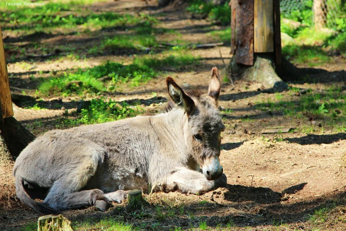 грустный ишак. ослик из винни пуха. ослик. ослик иа арт. ослик иа из винни пуха советский.