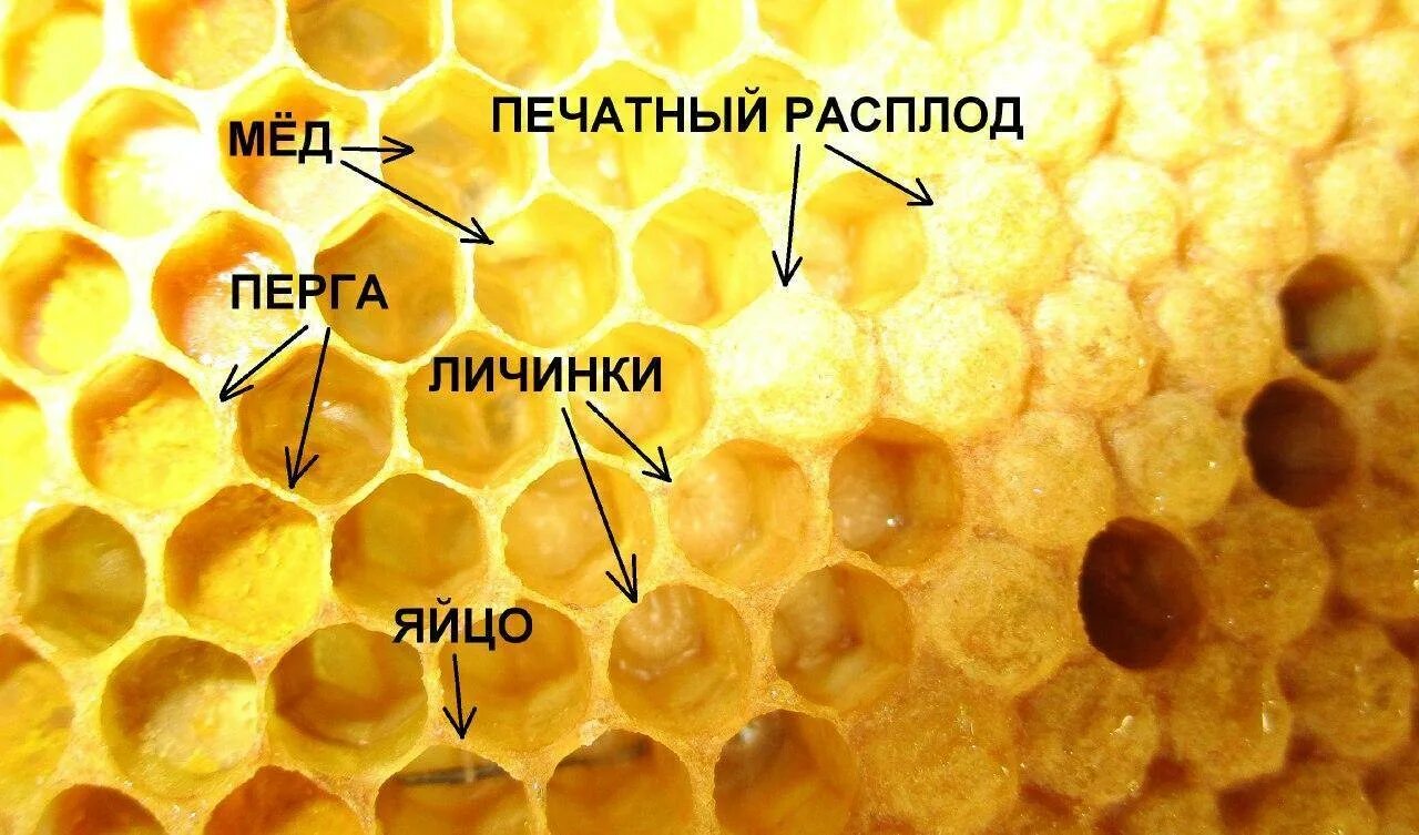 Яйца пчел расплод матка. Трутневый расплод в улье. Личиночный расплод у пчел.