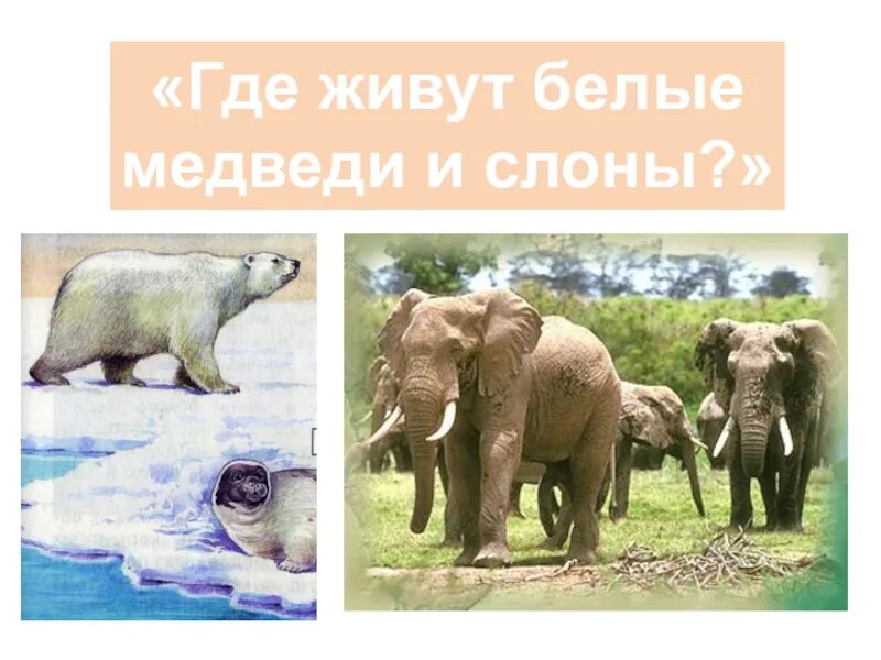 Где живут слоны 1 класс окружающий мир. Где живут белые слоны. Где живут медведи где живут слоны. Где живут слоны задания для 1 класса. Где обитает слон материк