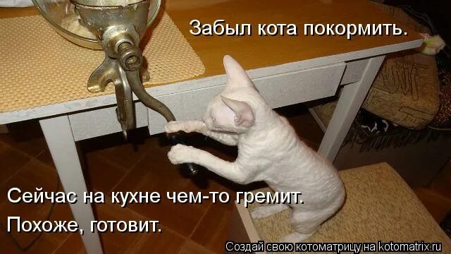 Коты забывают хозяев