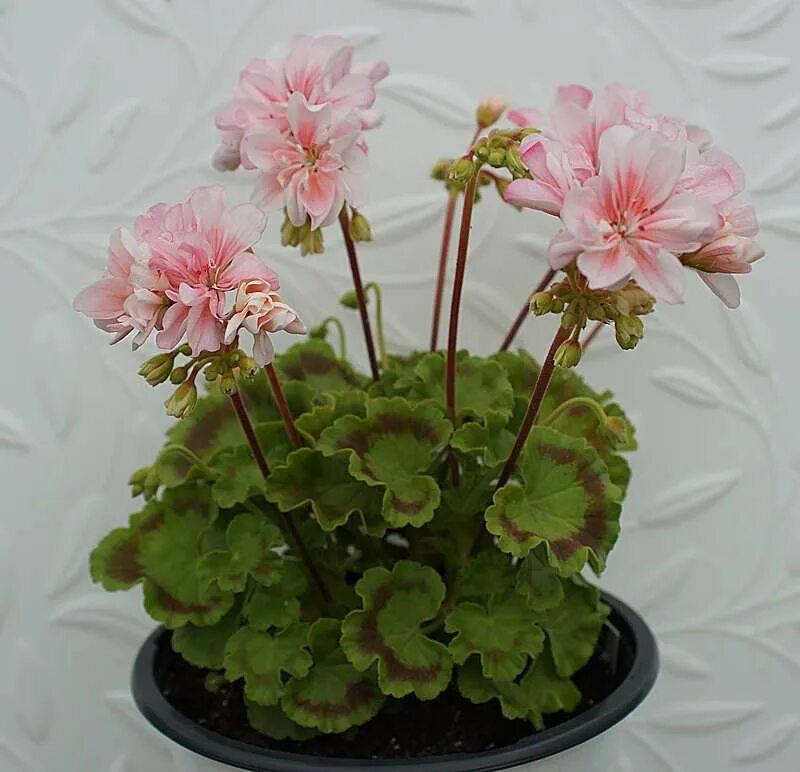 пеларгония нано отзывы. пеларгония нано пинк. пеларгония нано отзывы. пеларгония вечноцветущая. пеларгония нано виолет биотехника.