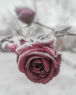 Розы в инее