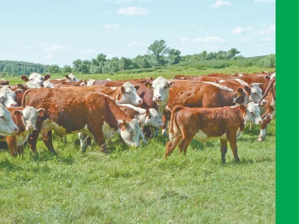 алтайский животновод