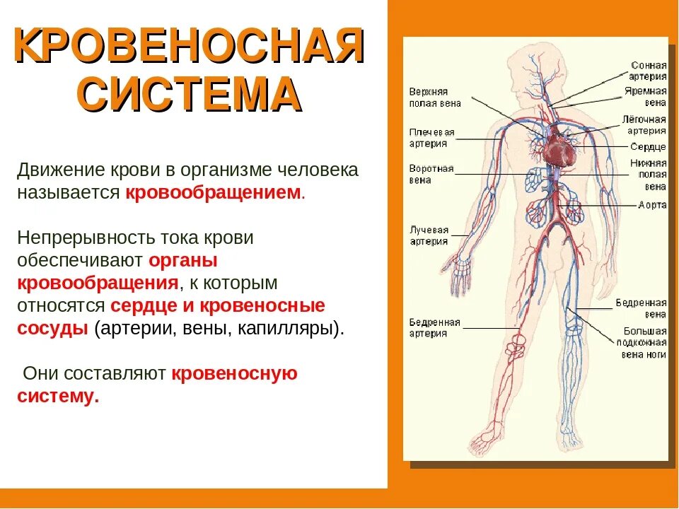 Функции кровеносной системы человека 4 класс. Органы кровеносной системы схема. Общее строение кровеносной системы. Органы кровеносной системы 3 класс окружающий. Непрерывное движение крови по организму