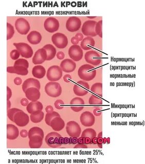 Эритроциты мазок норма