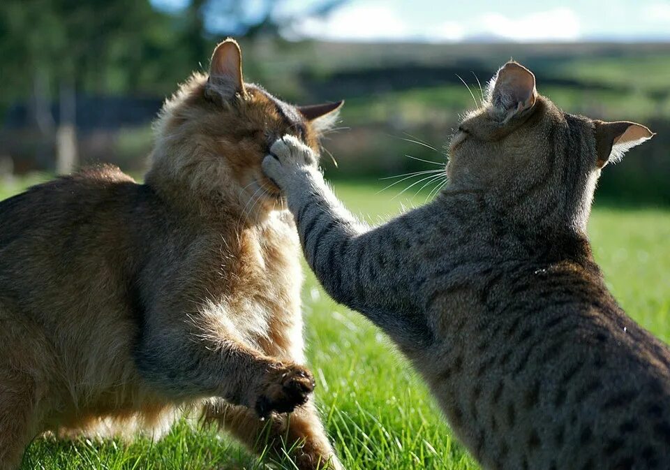 общение кошек. дом для двух кошек. там 2 кота. смелая кошка. кот сидит.