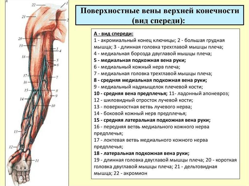 Вены верхней конечности анатомия схема. Поверхностная Вена верхней конечности. Подкожные вены верхней конечности анатомия. Поверхностные вены верхней конечности схема. Правая подкожная вена