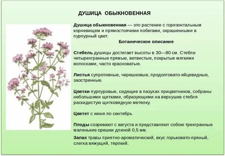 Душица противопоказания для женщин