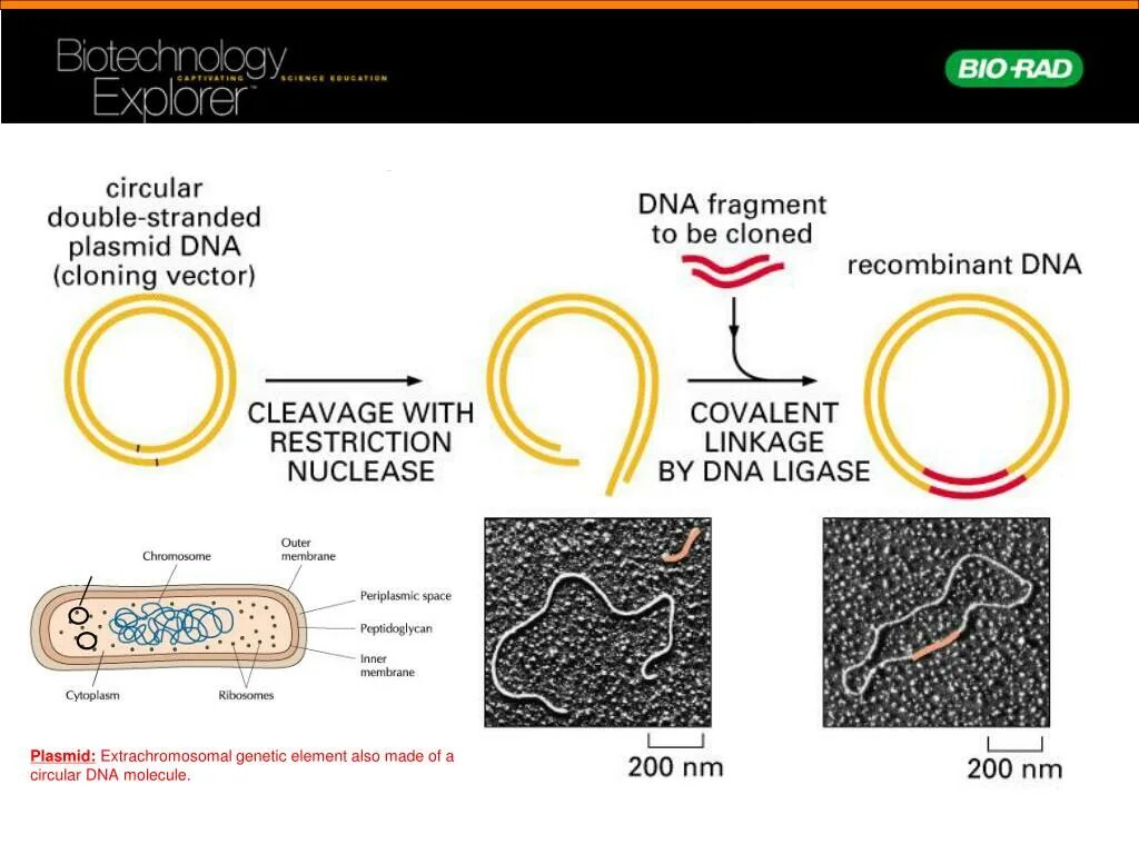 Кольцевая днк плазмиды. Plasmid DNA. Р плазмиды строение. Суперспирализованная плазмида. Суперспирализованная ДНК.