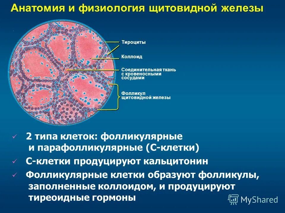 Фолликул тироцита. Щитовидная железа анатомия клетки. Парафолликулярные клетки щитовидной железы. Тироциты щитовидной железы. Тироциты фолликулярные клетки щитовидной железы.