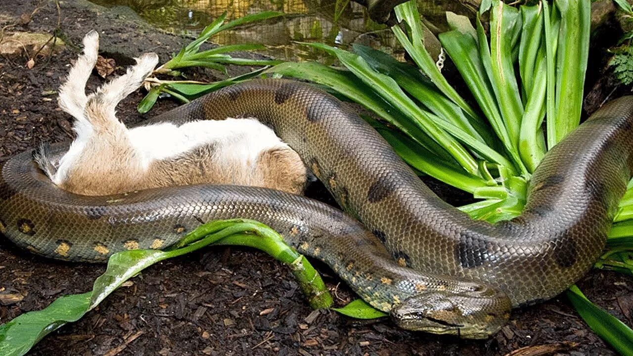 Покажи удава. Анаконда змея. Водяной удав Анаконда. Зеленая Анаконда (eunectes murinus).