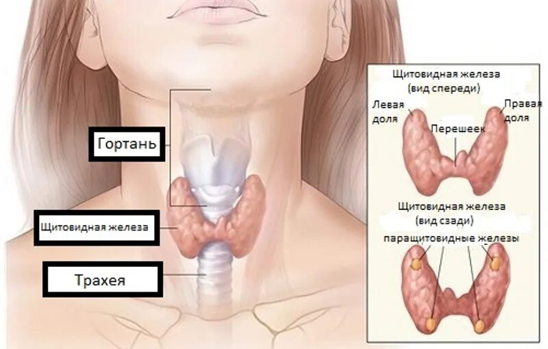 гдетнаходится щитовидная железа. где располагается щитовидная железа. эндокринная система щитовидная железа. щитовидная железа расположение анатомия. кровоснабжение щитовидной железы анатомия.