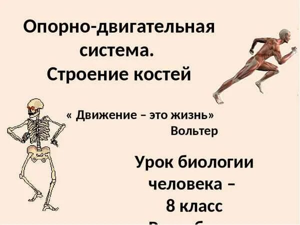 Какого значение скелета человека. Опорно двигательная система строение костей 8 класс. опорно двигательная система биология 8 класс. скелет опорно двигательная система биология 8 класс. опорно двигательная система человека таблица 8 класс.