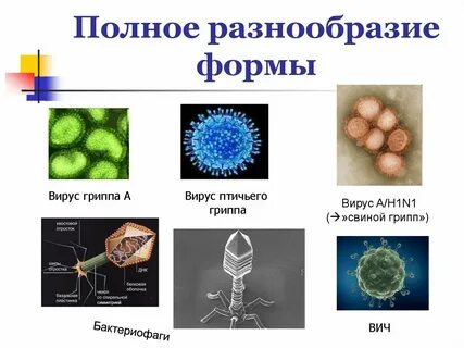 Биология разделы вирусы