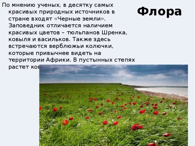 Черные земли информация. Заповедники в пустыне. Заповедники пустынь и полупустынь россии. Чёрные земли заповедник природная зона. Сообщение о заповеднике черные земли.